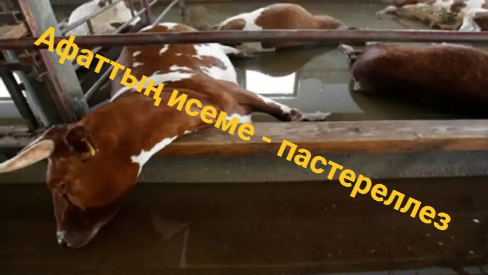 Вакцинация ғына кәртә ҡуйыр!